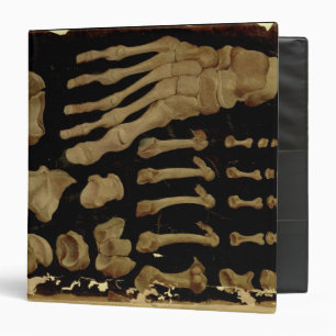 Anatomical drawing of the bones of the foot 3 ring binder