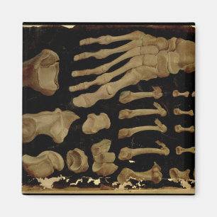 Anatomical drawing of the bones of the foot magnet