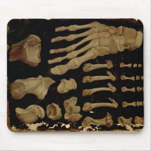 Anatomical drawing of the bones of the foot mouse pad