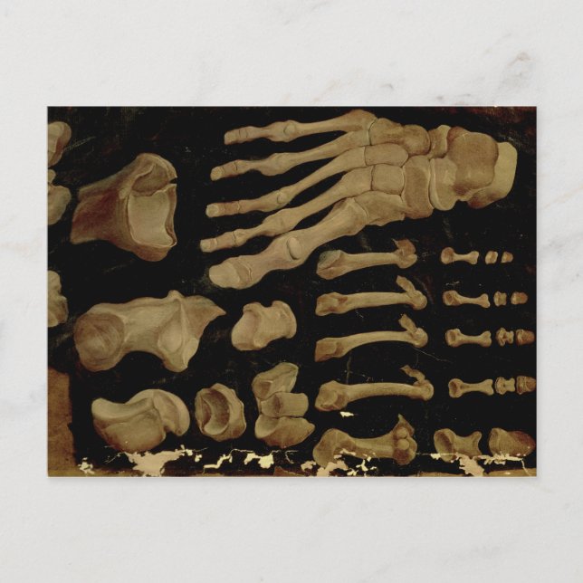 Anatomical drawing of the bones of the foot postcard (Front)