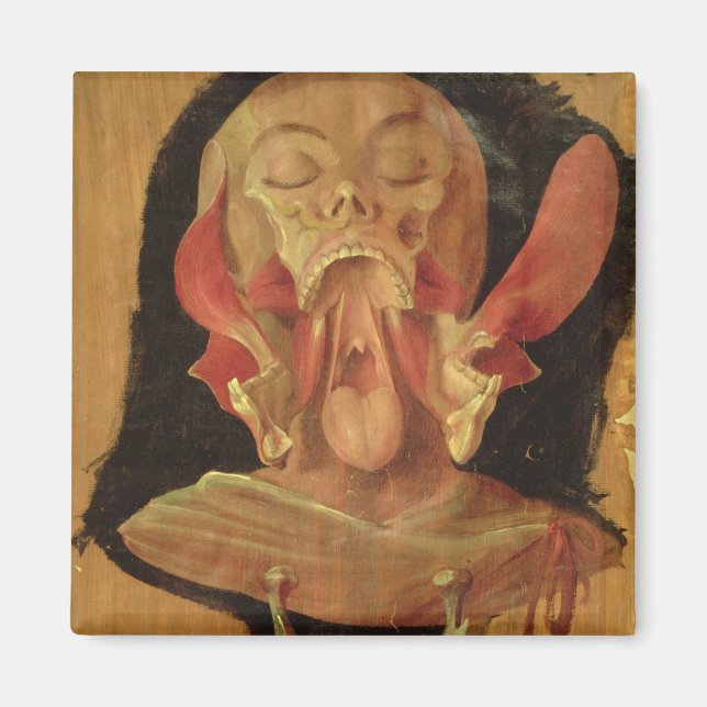 Anatomical drawing of the head magnet (Front)