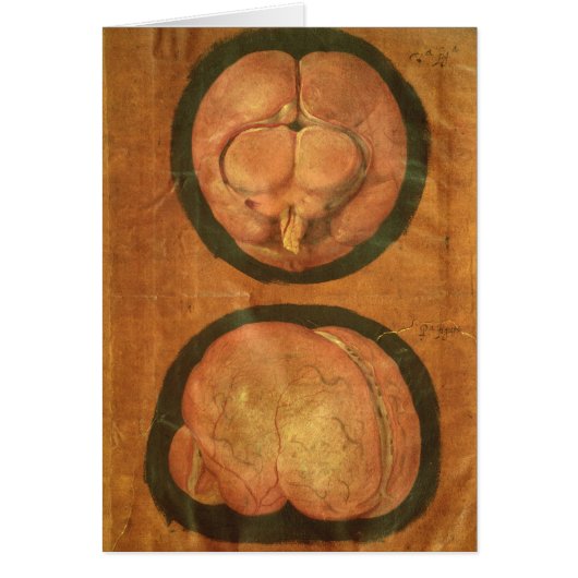 Anatomical drawing of the human brain cards (Front)