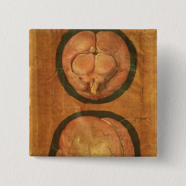 Anatomical drawing of the human brain pinback button (Front)