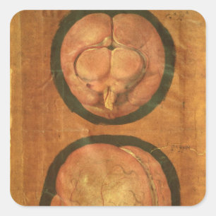 Anatomical drawing of the human brain square sticker