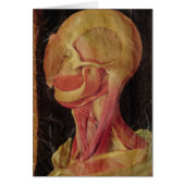 Anatomical drawing of the human head (Front)