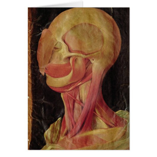Anatomical drawing of the human head cards (Front)