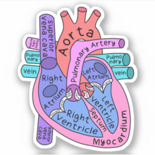 Anatomical Heart Cardiac Nurse Practitioner Sticker