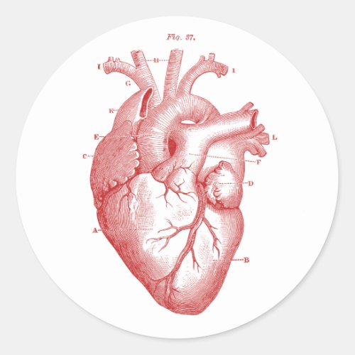Anatomical Heart Classic Round Sticker