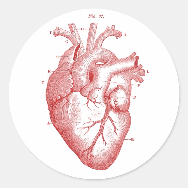 Anatomical Heart Classic Round Sticker (Front)