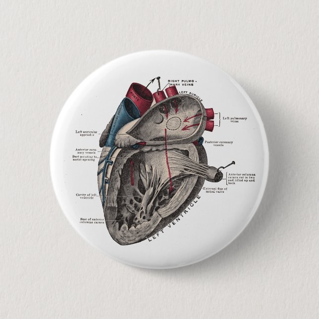 Anatomical Heart Diagram Pinback Button (Front)