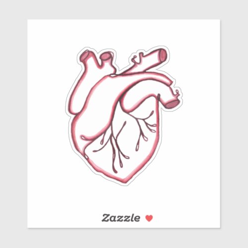 Anatomical Heart  Human Heart Sticker