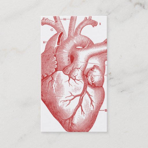 Customizable Anatomical Heart Profile or Business Card