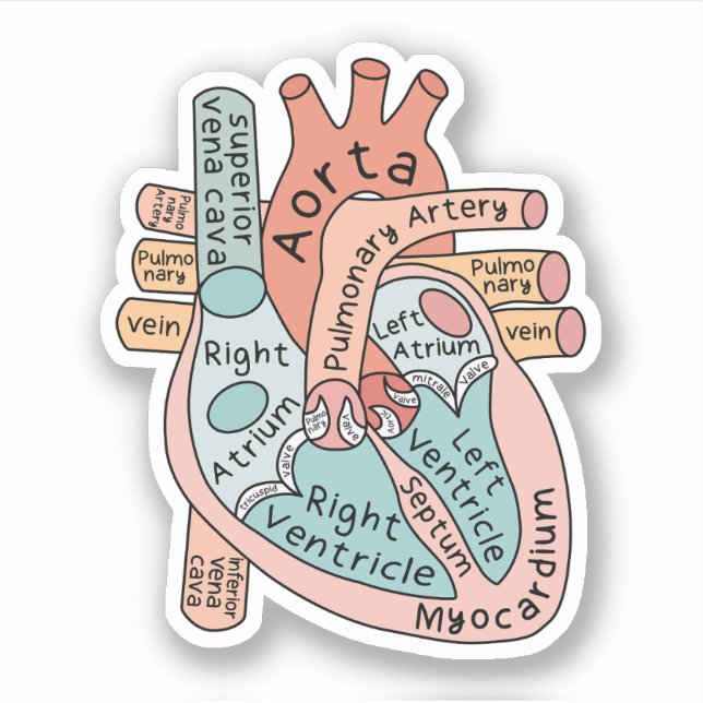 Anatomical Heart Sticker, Cardiac ICU Nurse Gift Sticker (Front)