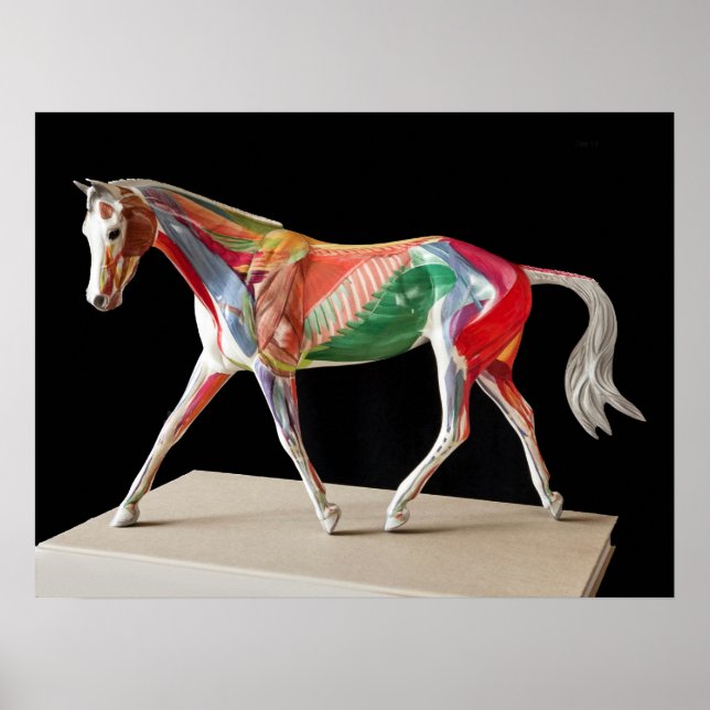 Anatomical Horse Poster (Front)