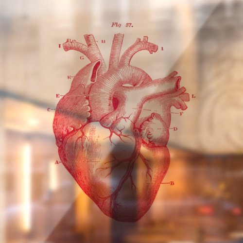  Anatomical Human Heart Vintage Art Window Cling