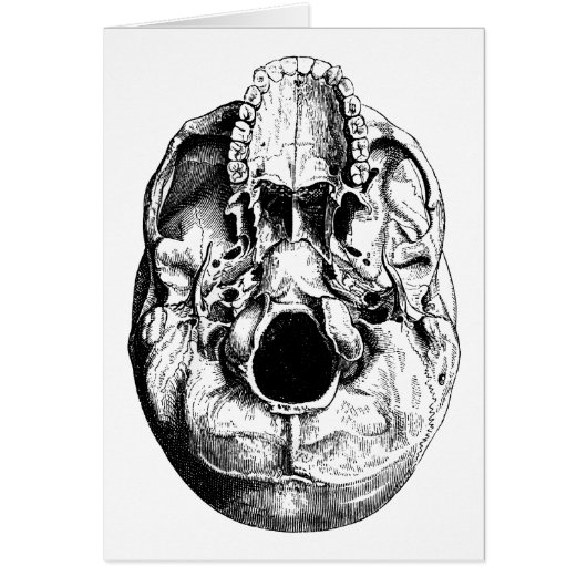 Anatomical Human Skull Base Black & White (Front)