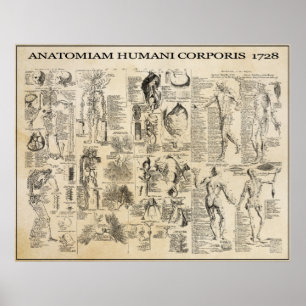 ANATOMICAL MAN  1728 POSTER