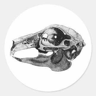 rabbit skull