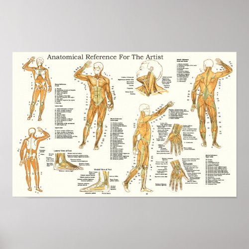 Anatomical Reference for Artists Muscles Poster