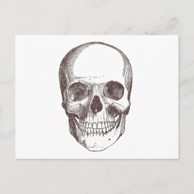 Anatomical Skull, Black/White Postcard (Front)