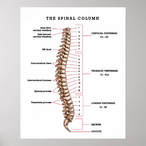 Anatomical Spinal Column Chart Chiropractic Office