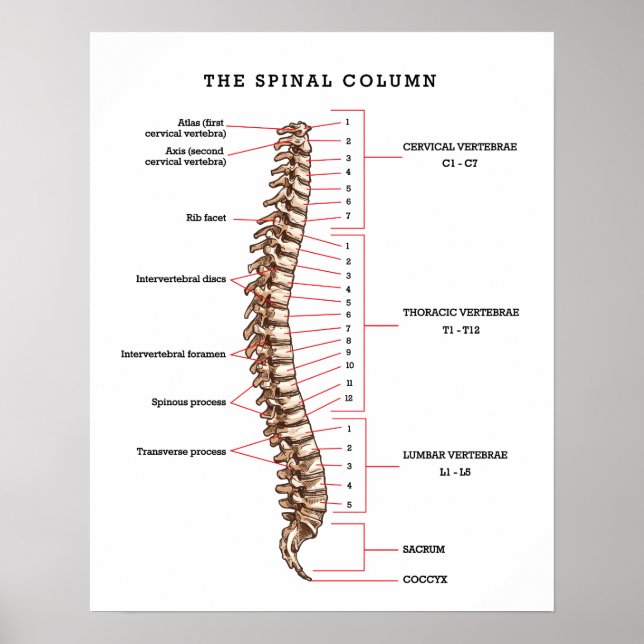 Anatomical Spinal Column Chart Chiropractic Office (Front)