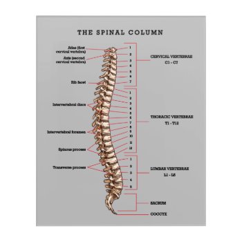 Anatomical Spinal Column Chart Chiropractic Office Acrylic Print by chiropracticbydesign at Zazzle