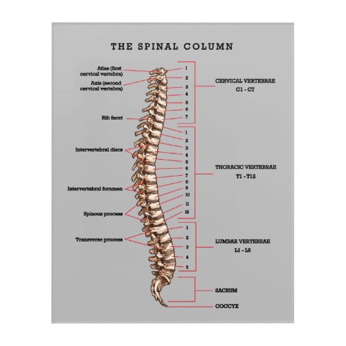 Anatomical Spinal Column Chart Chiropractic Office Acrylic Print