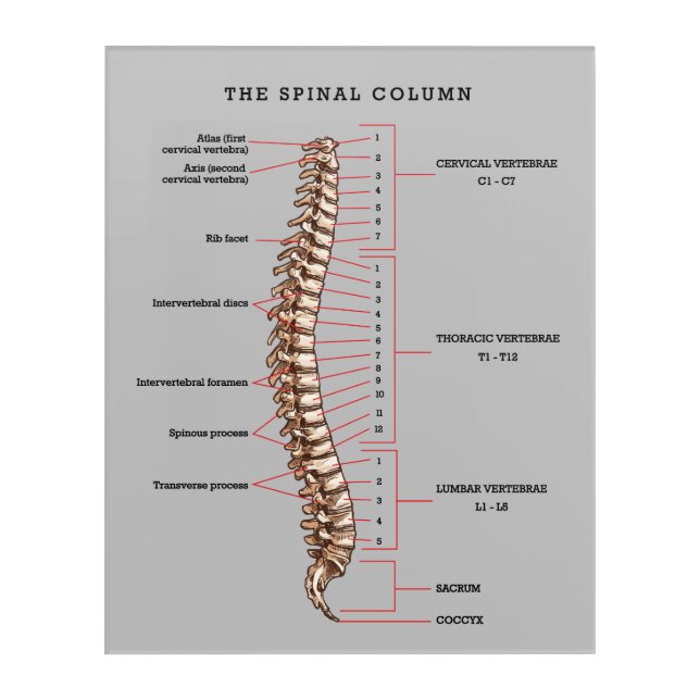 Anatomical Spinal Column Chart Chiropractic Office Acrylic Print (Front)