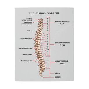 Anatomical Spinal Column Chart Chiropractic Office Metal Print
