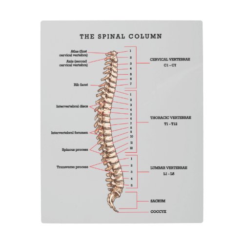 Anatomical Spinal Column Chart Chiropractic Office Metal Print