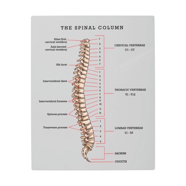 Anatomical Spinal Column Chart Chiropractic Office Metal Print (Front)