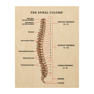 Anatomical Spinal Column Chart Chiropractic Office Wood Wall Art