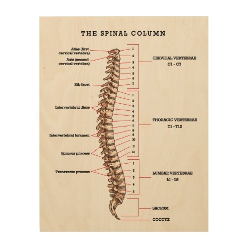 Anatomical Spinal Column Chart Chiropractic Office Wood Wall Art