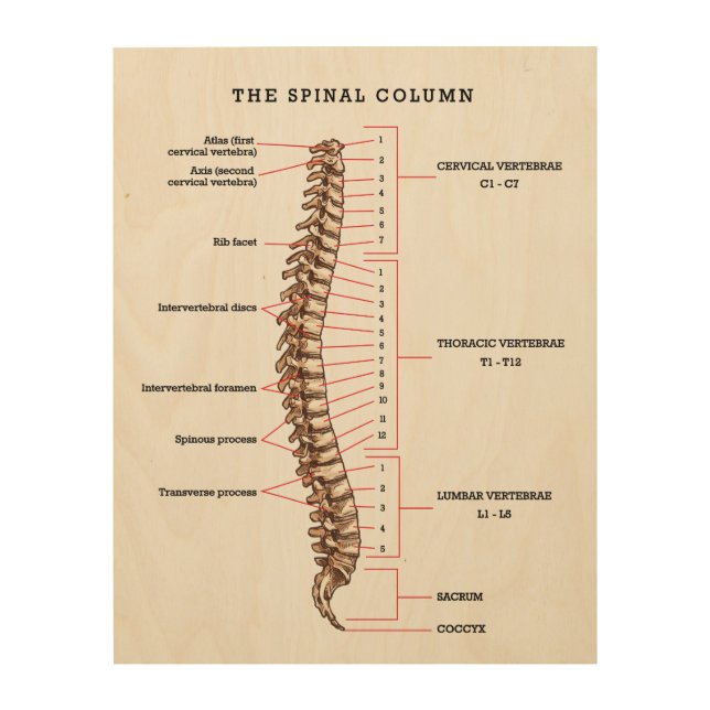 Anatomical Spinal Column Chart Chiropractic Office Wood Wall Art (Front)