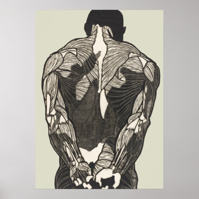 Anatomical study of a man's back muscles poster (Front)
