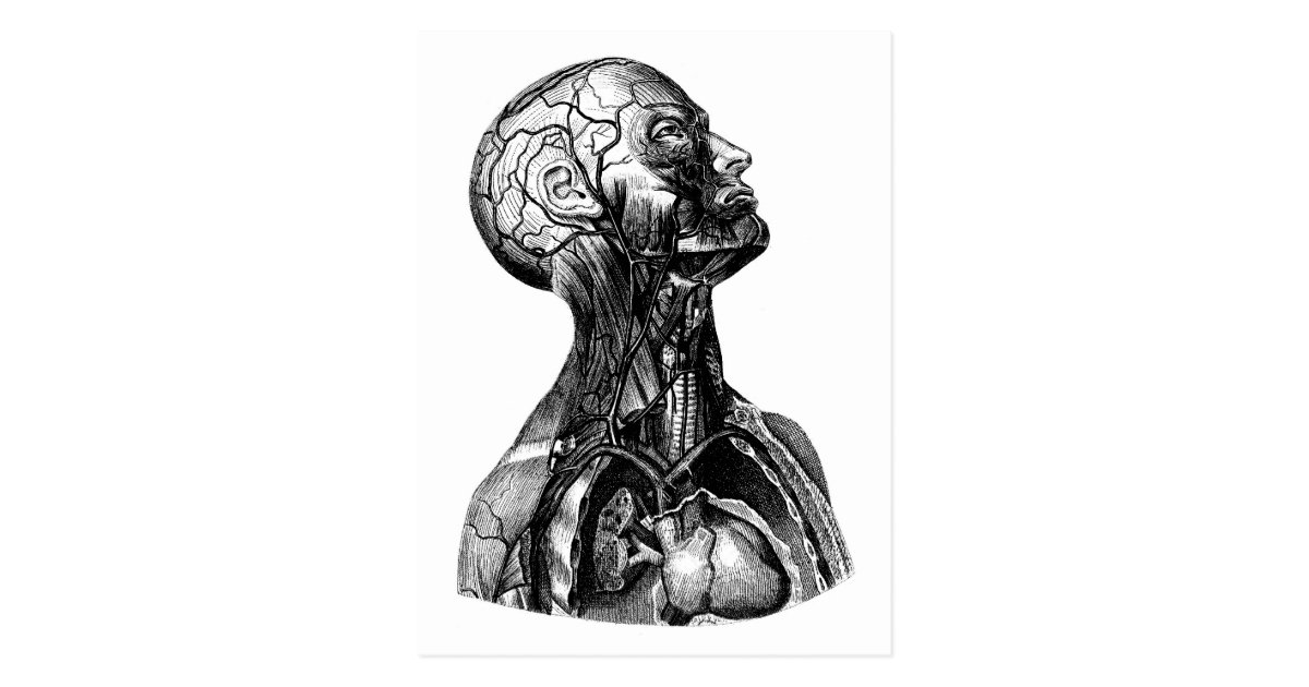 Anatomical Torso Drawing Postcard | Zazzle.com
