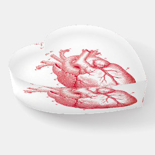 Anatomical Vintage Human Heart Glass Paperweight