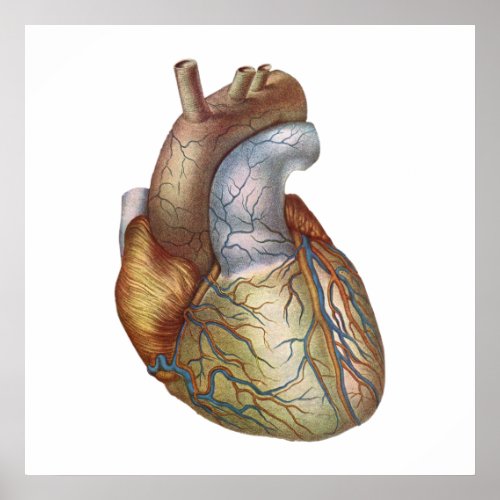 Anatomically Corect Heart Poster