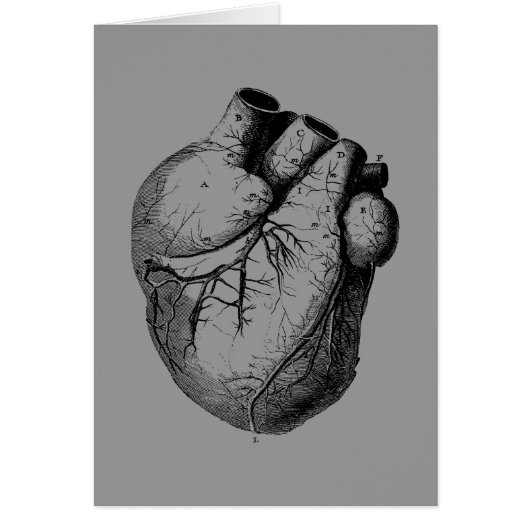 Anatomically Correct Heart Cards (Front)