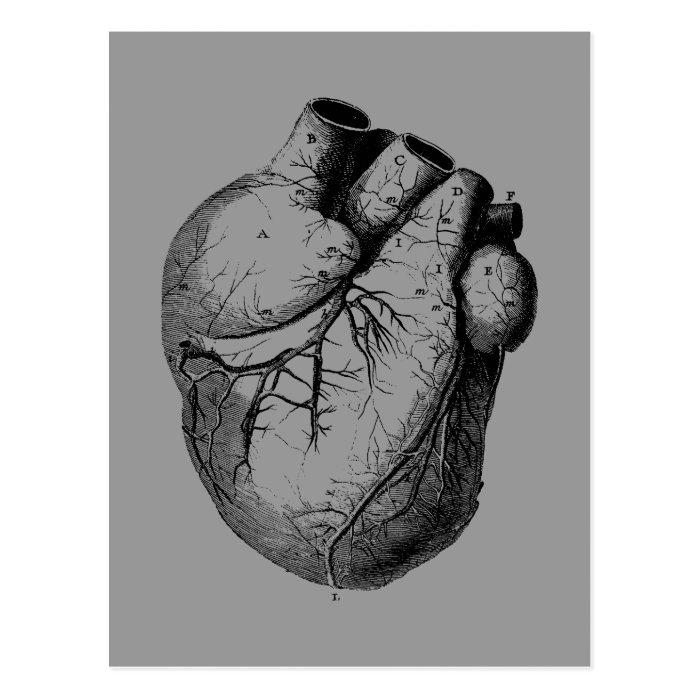 Anatomically Correct Heart Post Card