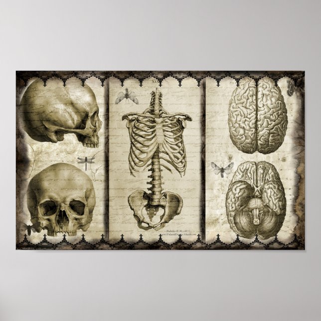 Anatomize Poster (Front)