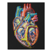 anatomy abstract art colorful human heart