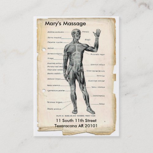 Anatomy Anterior and Posterior Business Card