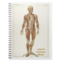 Anatomy Anterior