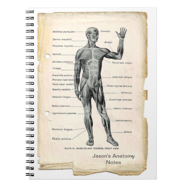 Anatomy Anterior Notebook (Front)