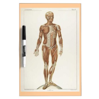 Anatomy Anterior Vintage Drawing Dry-erase Board by WellnessJunkie at Zazzle