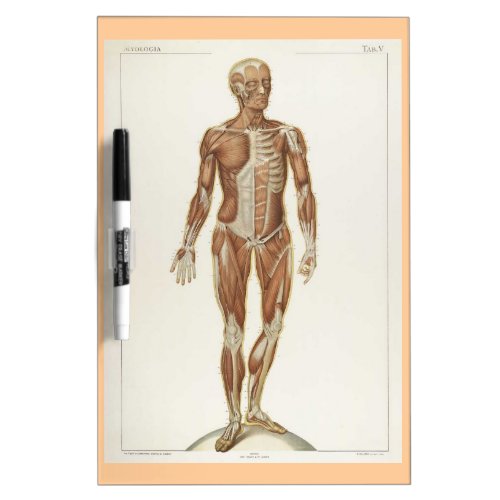 Anatomy Anterior Vintage Drawing Dry_Erase Board