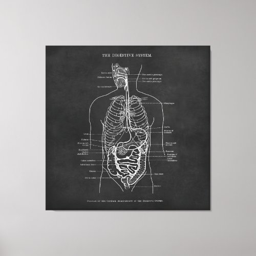 Anatomy Art Digestive System Doctor Office Decor
