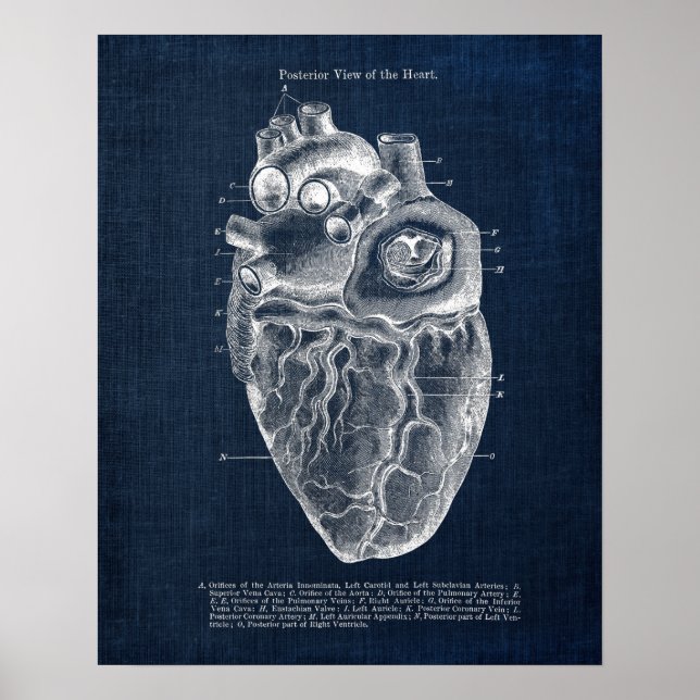 Anatomy Art no. 2  Posterior View of Human Heart Poster (Front)